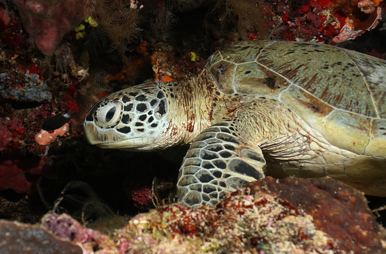 Sipadan_2015_Tortue Franche_Chelonia mydas_IMG_2393_rc.jpg